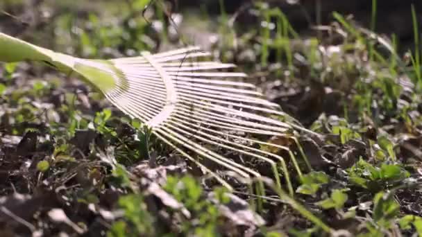 Raccogliere le foglie autunnali con un rastrello, lavorare in giardino — Video Stock