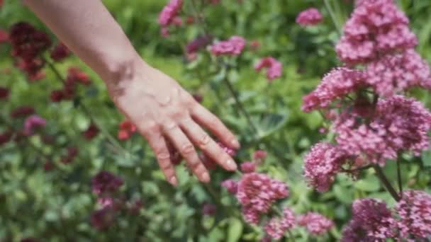 Дівчина гуляє на літньому полі. Жінка торкається квітів руками. Квітучий луг . — стокове відео