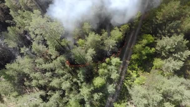 Vista superior de um incêndio florestal invencível — Vídeo de Stock