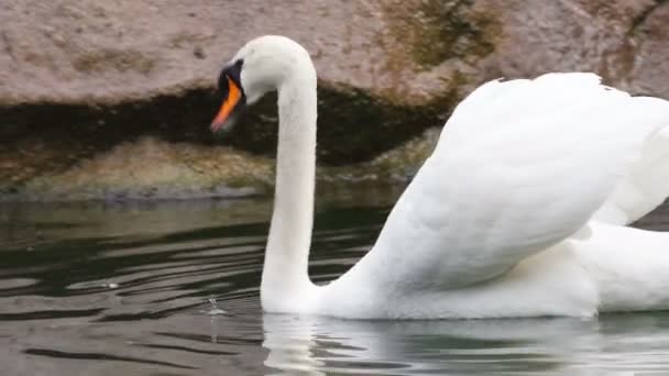 Mute Swan simmar i regnet i floden — Stockvideo
