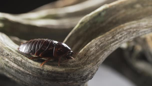 에콰도르 아마존의 우림 나무 줄기에서 자라는 곰팡이를 먹고 사는 바퀴벌레 — 비디오