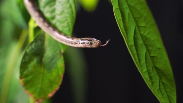 Le Python rampant rapidement le long des branches des arbres à la recherche de proies. — Video