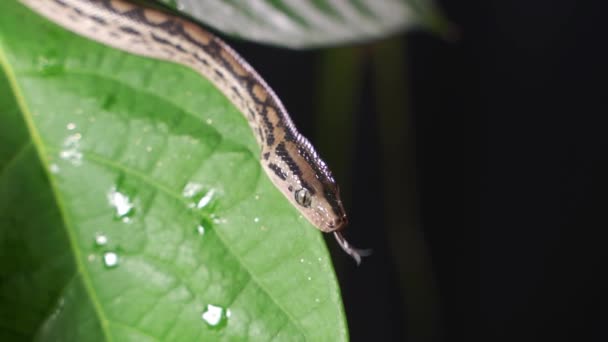 Python se rychle plazí po větvích stromů a hledá kořist.. — Stock video