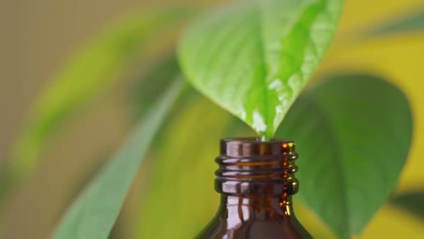 Aceites esenciales en frasco de vidrio oscuro con hierbas aromáticas. Concepto de aromaterapia. Hojas frescas de albahaca y eucalipto de cerca a frascos sobre fondo blanco — Vídeos de Stock