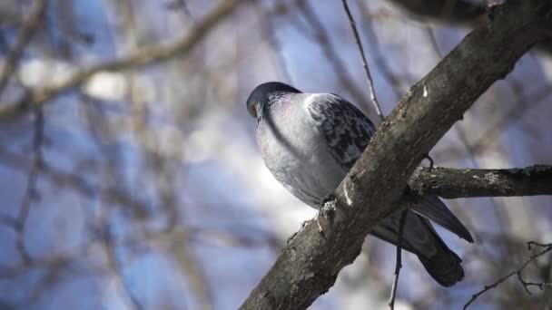ロンリーは木の枝に飛び込んだ。鳩は頭を回して周りを見回す。空に背の高い木. — ストック動画