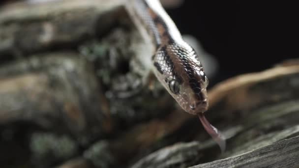 La Serpiente Gris está disfrutando mientras detecta presas sacando su lengua para ser detectada por Jacobsens Senses — Vídeo de stock