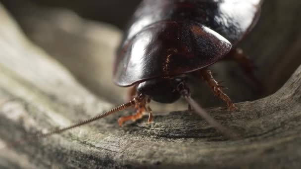 Madagascar cucaracha sentado en un árbol y bigote meneando — Vídeos de Stock