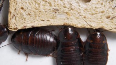 Büyük hamamböceği tabakta bir parça ekmeğin üzerine oturur ve ekmek yer. Evcil böcekler