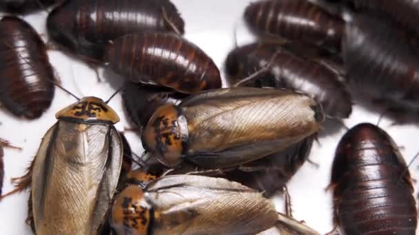 Captive Madagascar Hissing Cockroaches moving around inside a terrarium — Stock Video