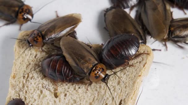 하얀 배경에 있는 밀 빵을 통째로 먹는 바퀴벌레 가이 병의 매개체이다. — 비디오