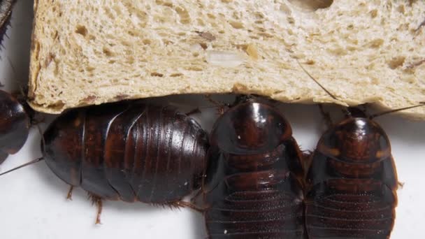 Le gros cafard s'assoit sur un morceau de pain dans une assiette et mange du pain. Insectes domestiques — Video