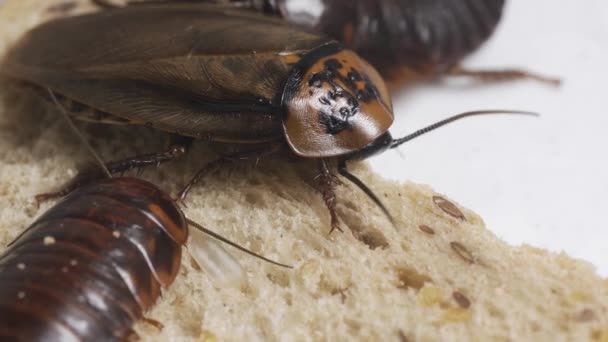 La cucaracha grande se sienta en un pedazo de pan en un plato y come pan. Insectos domésticos — Vídeos de Stock