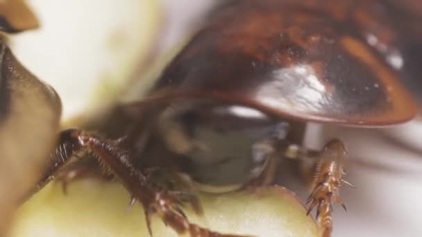 ゴキブリは食物を食べている。昆虫は細菌を運ぶ。汚い虫. — ストック動画