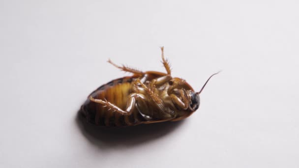 Dead cockroach on white background — Stock Video