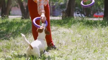 Komik köpek oyuncağı sıkı tutar ve etrafında döner. Genç Jack Russell Terrier halkayı sıkıca kavrayıp havada uçuyor. Neşeli evcil hayvan eğlenmekten mutlu