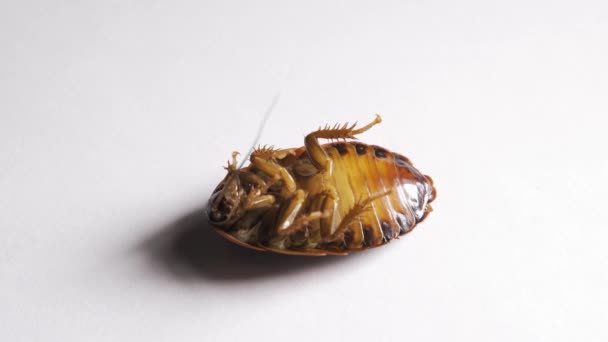 Vergiftete Kakerlake liegt auf dem Rücken und kippt schnell mit den Pfoten um — Stockvideo