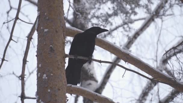 Corvo preto sentado na árvore entre os ramos — Vídeo de Stock