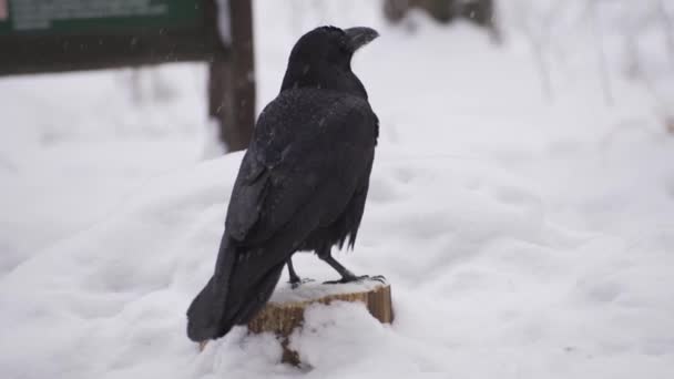 Closeup of wild crow looking at camera in winter day — Stock Video