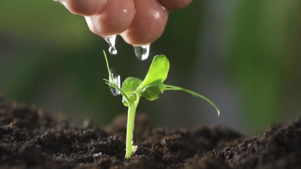 Χέρι αγρότη πότισμα σε μικρό φυτό στον κήπο με ηλιοφάνεια φόντο — Αρχείο Βίντεο