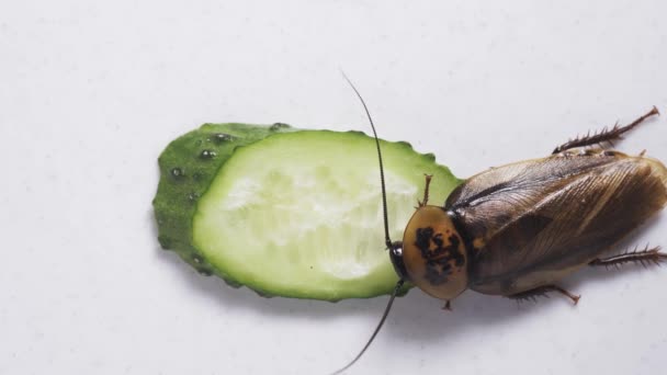 Macro de una gran cucaracha marrón comer — Vídeos de Stock