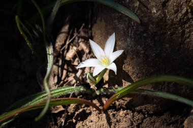 Karanlık bir arka planda yalnız küçük beyaz çiçek. Karanlık bir ormanda aydınlık bir çiçek.