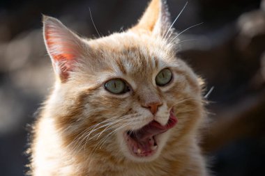 Komik bir kızıl kedinin yakın çekimi dudaklarını yalıyor. Komik hayvanlar..