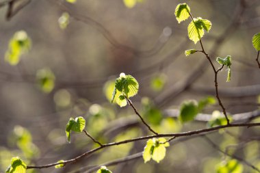 Yeşil yaprakların bahar çiçekleri. Yapraklar ince bir dalda çiçek açar. Bulanık bir arkaplanda ağaç dalını kapat