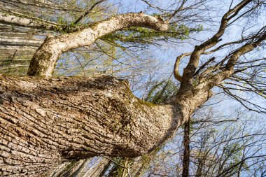 Yapraksız bir ağacın alt manzarası. Küçük yeşil yapraklar son zamanlarda çiçek açmaya başladı. Bir ağacın kıvrımları.