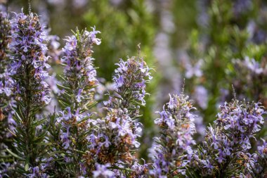 Lots of rosemary flowers close up. A fragrant blooming field. Medicinal properties of plants clipart