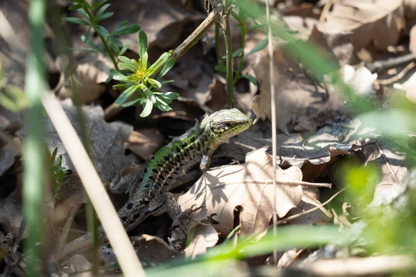 Lagarto en las hojas de cerca. Un lagarto discreto se escondió en la hierba. — Foto de Stock