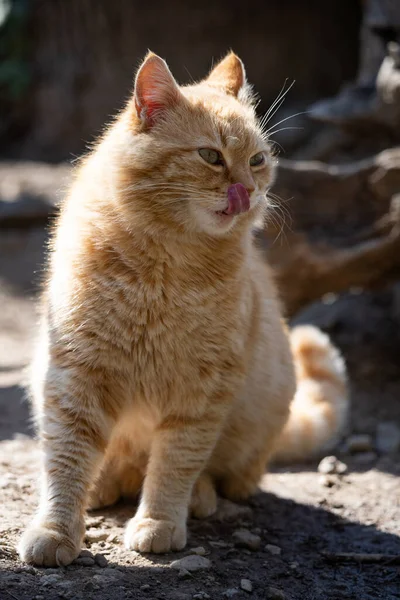 地面には太った生姜猫が座っています。可愛いペット. — ストック写真