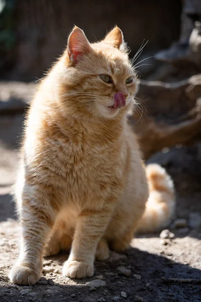 Een dikke gember kat zit op de grond. Heerlijke huisdieren. — Stockfoto