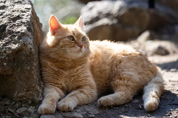 A sleepy ginger cat lies on the stones. The cat is basking. Lazy pet — Stock Photo, Image