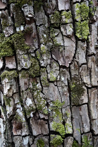 Кора дерева в моху крупним планом. Дерев'яна текстура. Багаторічний дуб . — стокове фото
