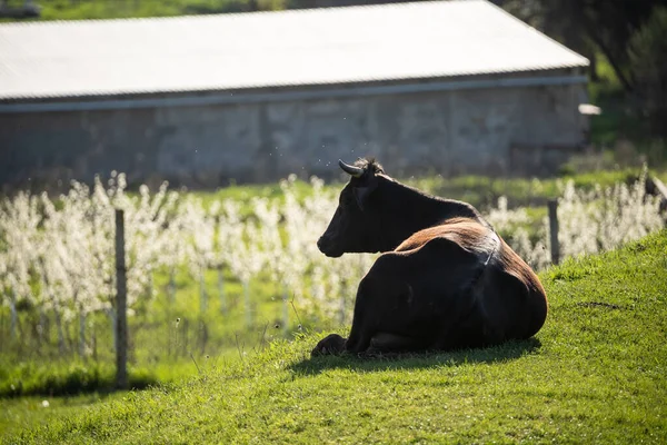 A dark calm cow lies on a green meadow. There is fresh grass around her.