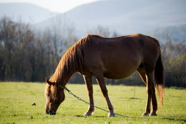 Um cavalo vermelho solitário está comendo grama fresca contra o pano de fundo de altas montanhas. Criação de cavalos. Pecuária — Fotografia de Stock