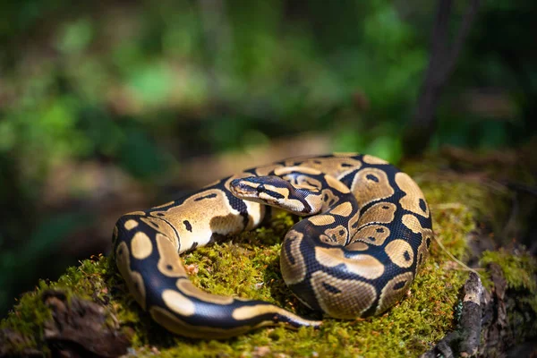 Python real en el terrario. Condiciones artificiales para mantener la serpiente. Reptil calmo — Foto de Stock