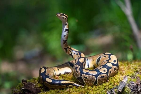 Een volwassen koninklijke python kijkt op en kijkt toe. Slang op het groene gras. — Stockfoto