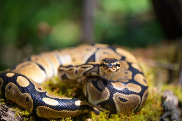 Uma bela pitão real, enrolada numa bola, olha para a câmara. Um animal perigoso. Um olhar predatório. — Fotografia de Stock