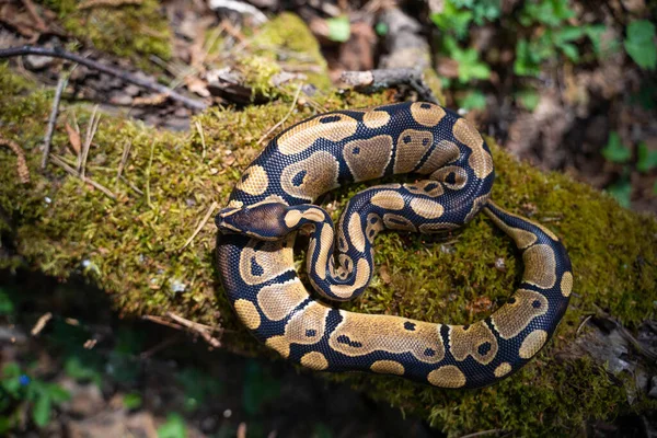 Pitón real agraciada en la vista superior de musgo. Hermosas curvas del cuerpo serpentino. — Foto de Stock