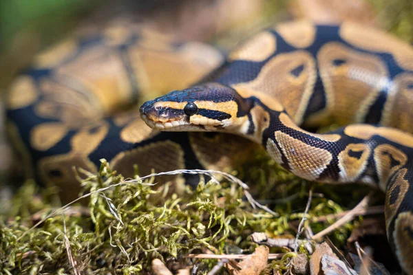 Primer plano de la pitón real. Una serpiente graciosa y graciosa. Sangre fría.. Imágenes de stock libres de derechos