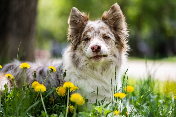 Un perro pastor australiano adulto con flores amarillas se encuentra en un prado. Retrato de un perro en el parque. Fotos de stock