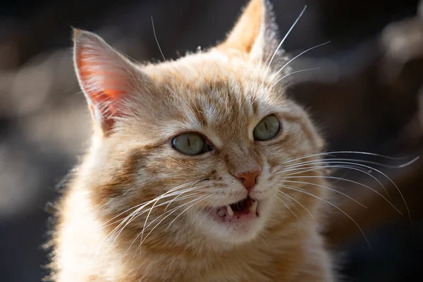 Portrait of a funny ginger cat. Fat ginger cat close up. The cat meows. — 스톡 사진