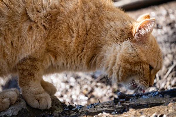 A ginger cat drinks from a small river close-up. The cat eagerly drinks from a puddle. — 스톡 사진