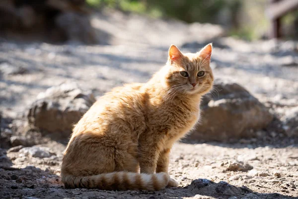 Street red cat sits on the ground and bask in the sun. A cute fat cat walks on the street. — 스톡 사진
