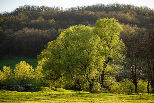 Copaci cu frunze verzi. Ziua însorită de vară. Natură frumoasă — Fotografie, imagine de stoc