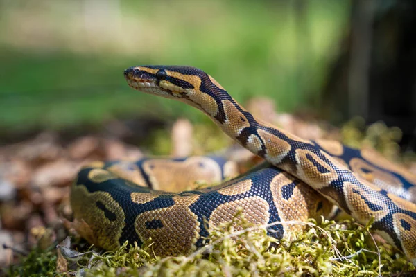 The boa constrictor lifted his head up and looks into the distance. Snake in the grass. Forest dwellers. — Stock Photo, Image