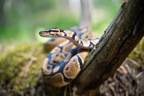 Python real en un árbol en el bosque. Serpiente en la naturaleza en condiciones naturales. — Foto de Stock