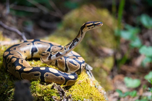 The majestic royal python looks up and watches its prey. The snake rolled into a ring lies on the grass. — Stock Photo, Image