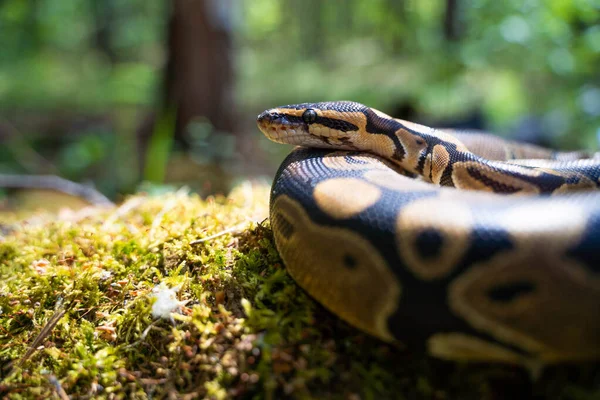 Una pitón real en calma, enrollada en una bola, yace en el suelo en el bosque. La serpiente pacificada. — Foto de Stock
